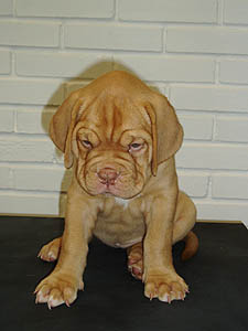 Zamba 6 weeks